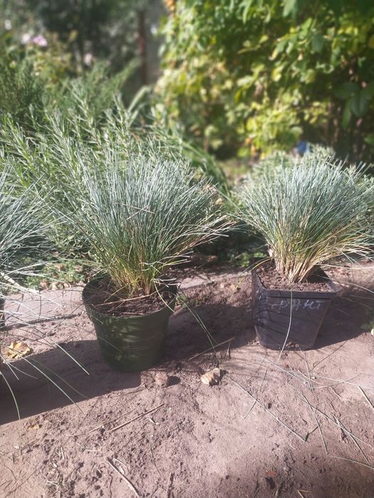 Овсяниця сиза декоративна