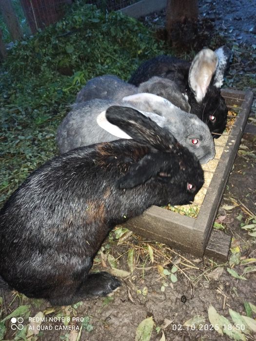Продам кролів!!!