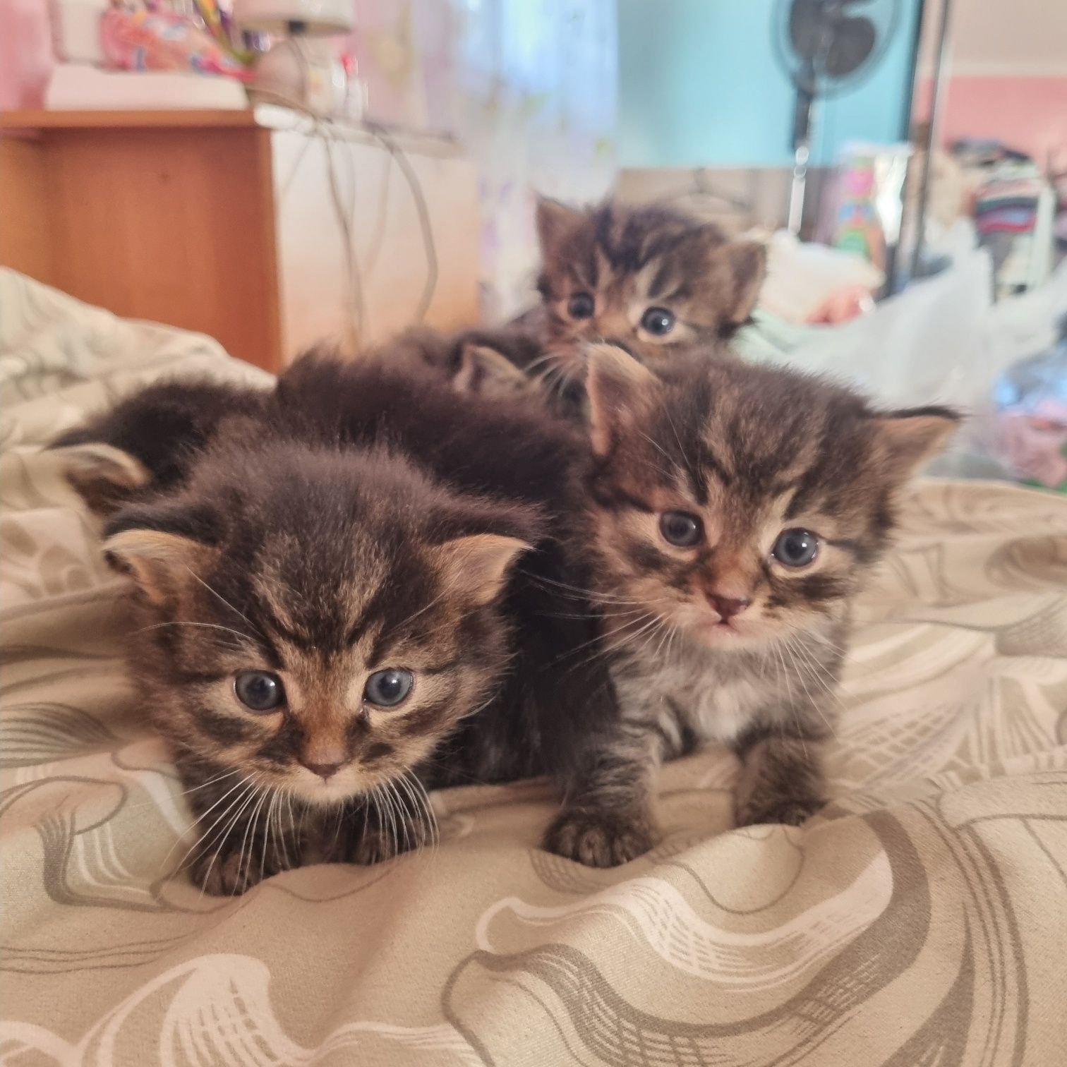 Віддамо чудових кошенят