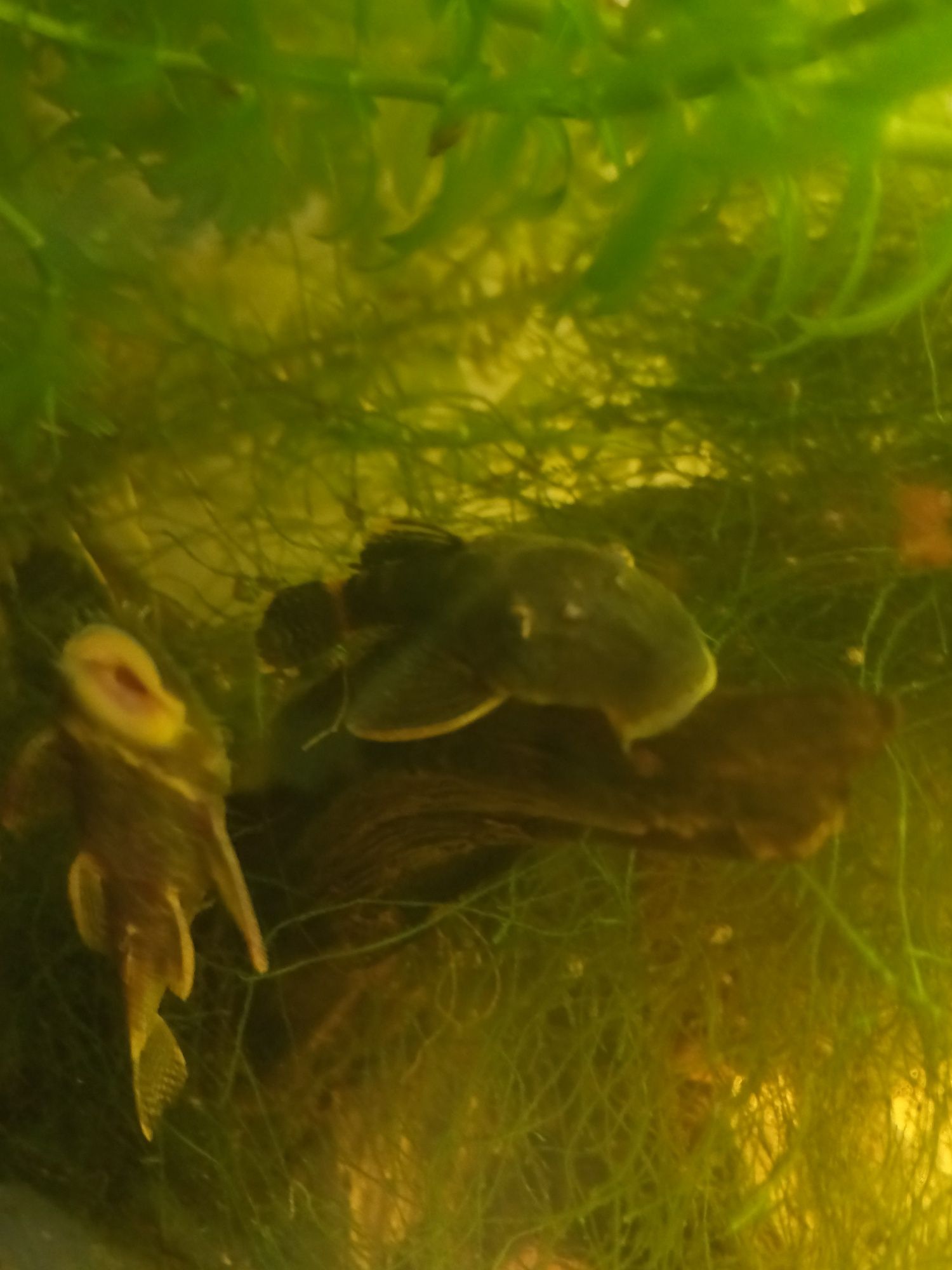 Casais ancistrus