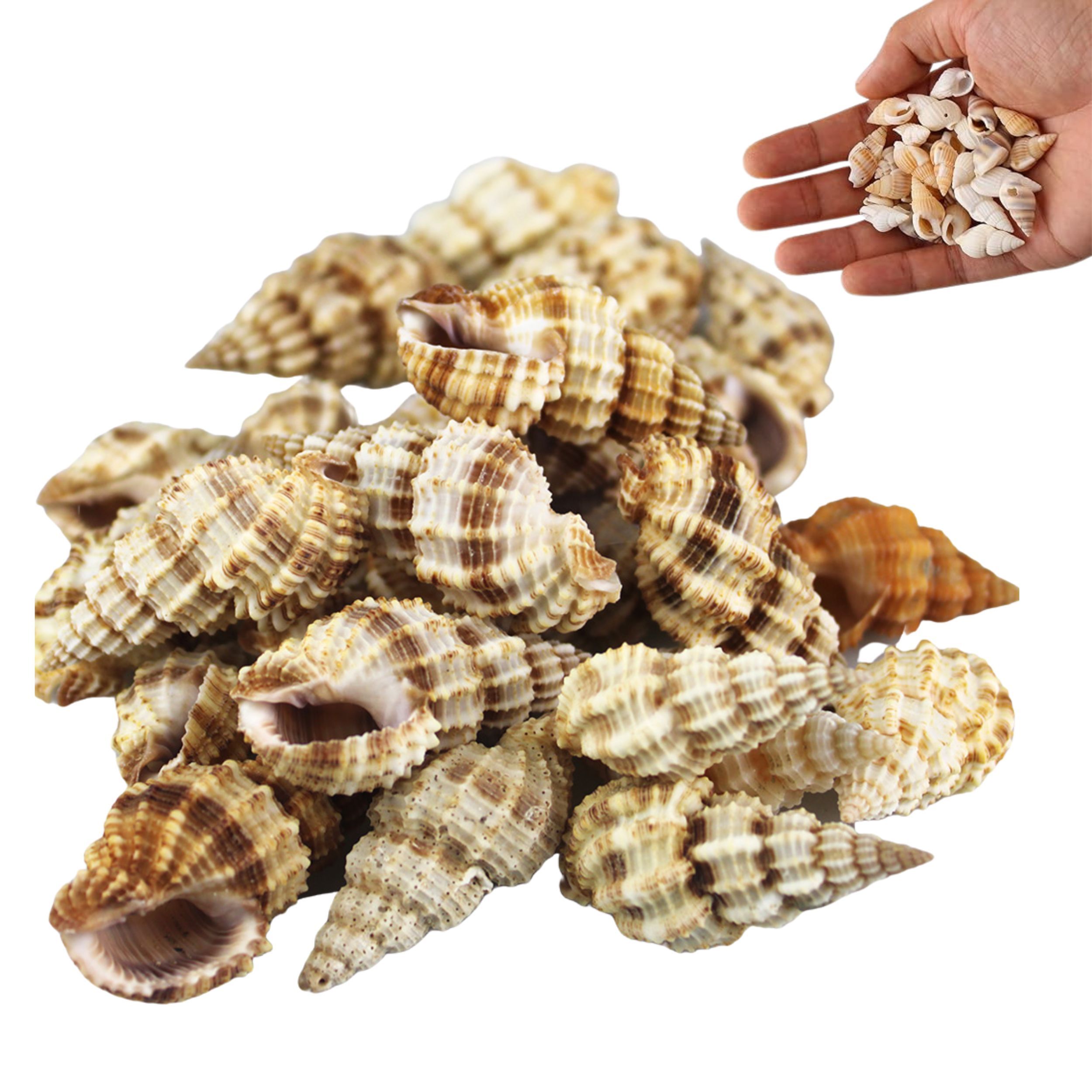 Małe muszelki morskie brązowe muszle do dekoracji akwarium wazonu 250g