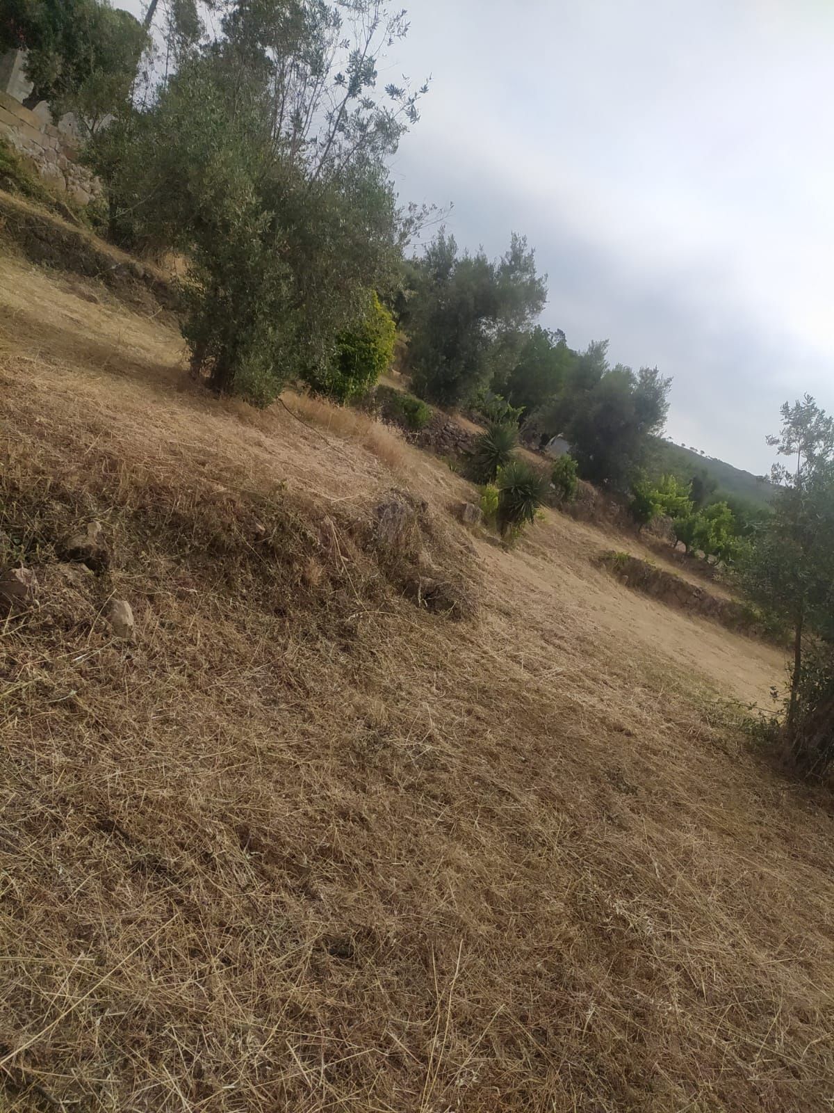 Limpeza de Terrenos
