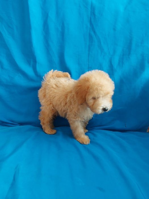 Малыши мальтипу !