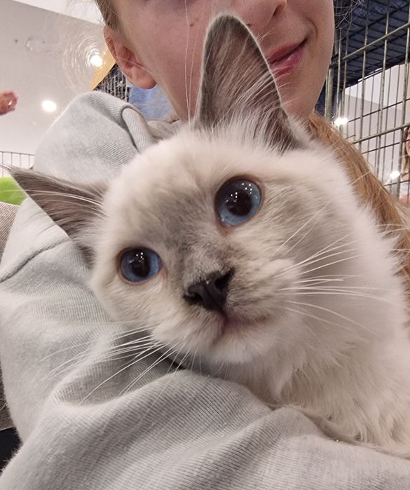 Kocurek Ragdoll blue mitted
