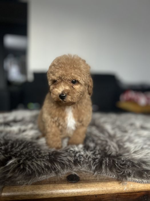 Maltipoo piesek gotowy do zmiany domu