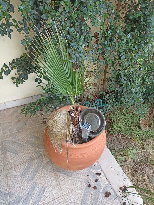 Plantas verdes ornamentais de interior e exterior