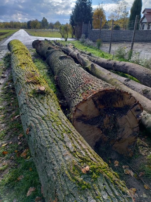 Sprzedam kłoda do dalszej obróbki.