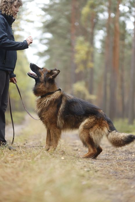 Łyski - młoda suczka w typie owczarka niemieckiego. Inteligenta