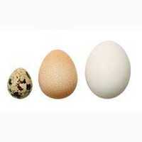 Інкубаційне яйце оптом і в роздріб