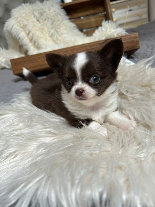 Piękna suczka Chihuahua