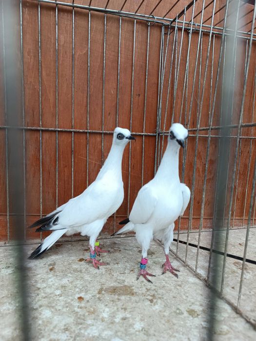 Wiedeński Lotny,Wiedeńskie