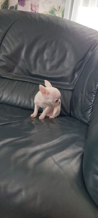 Biały maleńki piesek chihuahua