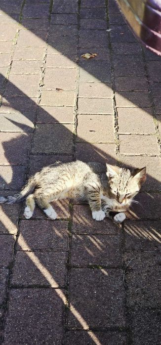 Kotek szuka domu