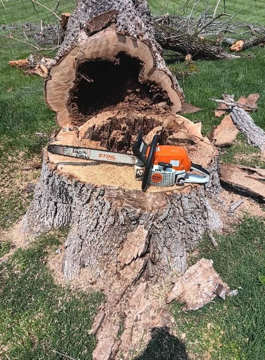 Darmowa wycinka drzew, lasu w zamian za drewno