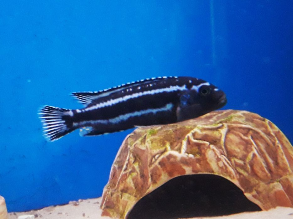 Melanochromis cyaneorhabdos (maingano). Pyszczaki z Malawi