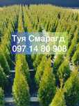 Продаж туя смарагд 1-1,2м