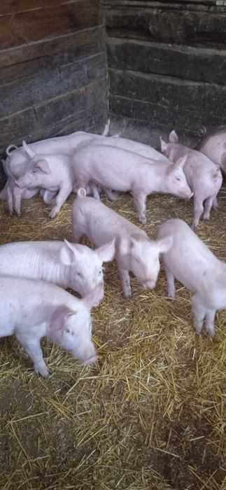 Продаються поросята м'ясна порода