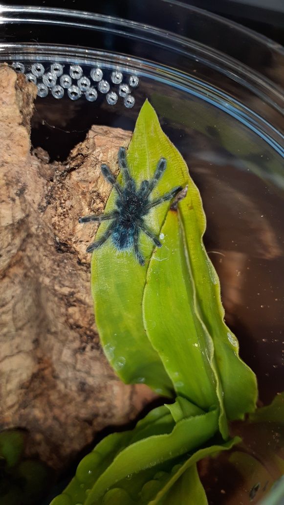Caribena versicolor L2 + pojemnik+ karaczany