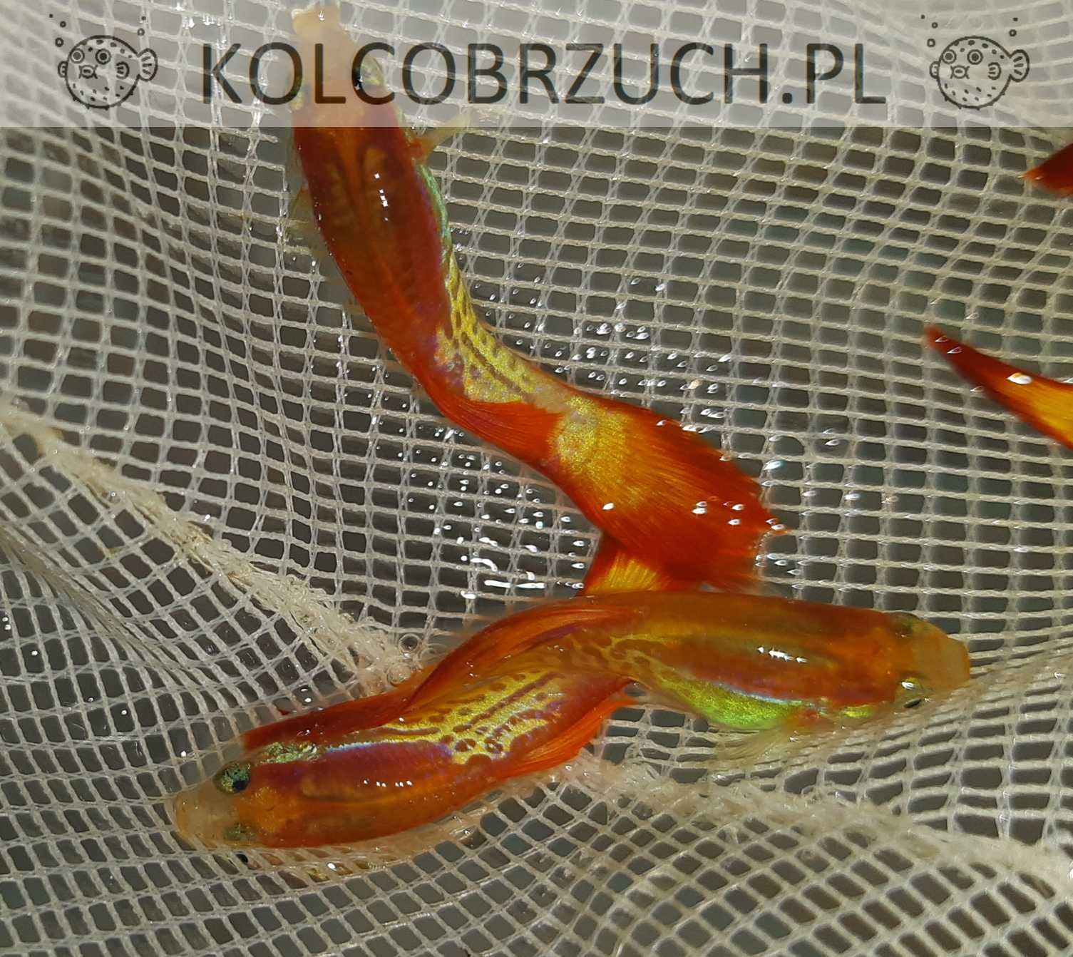 Gupik odmiana FLAME COBRA - Poecilia reticulata - dowozimy, wysyłamy