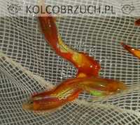 Gupik odmiana FLAME COBRA - Poecilia reticulata - dowozimy, wysyłamy
