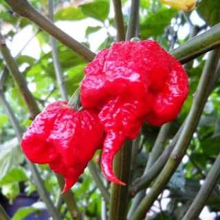 Pack Sementes piripiri Carolina Reaper Pimenta Picante planta