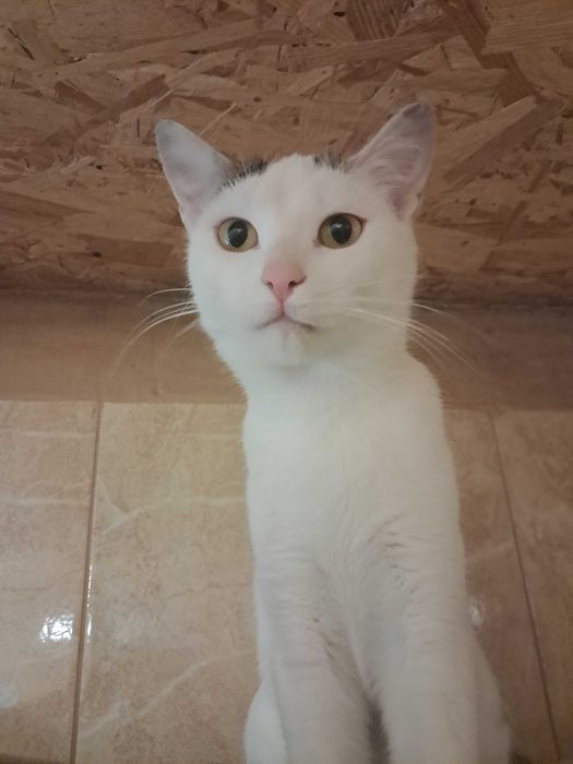 Delikatna Lara szuka domu