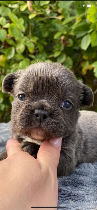 Щенок французский бульдог