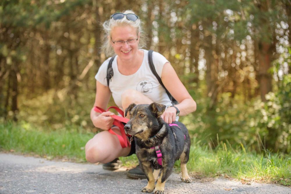 Przyjazny piesek na krótkich łapkach - Ulio szuka domu