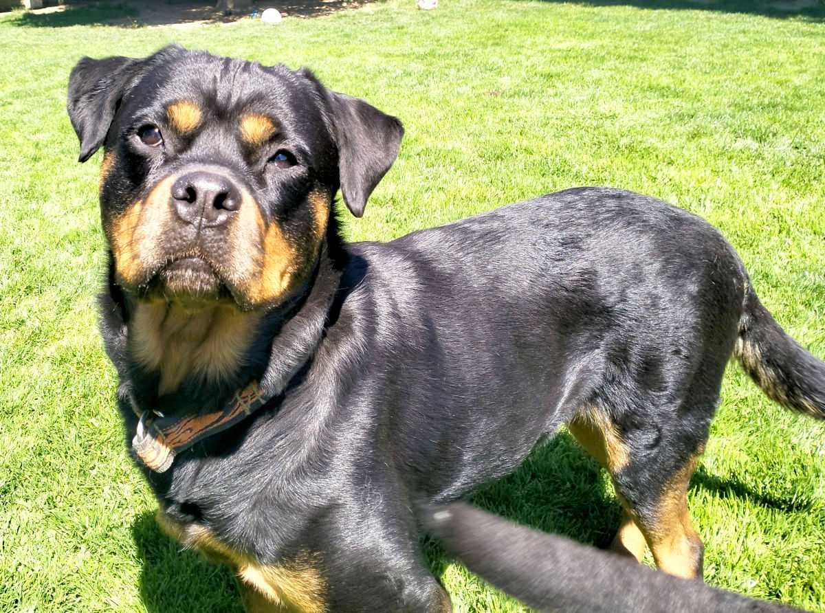 Viva - młoda wspaniała suka rottweiler do adopcji