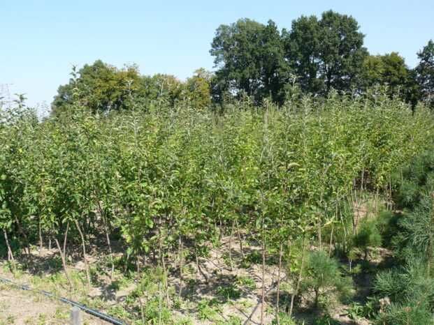 Саджанці груші. Купити саджанці