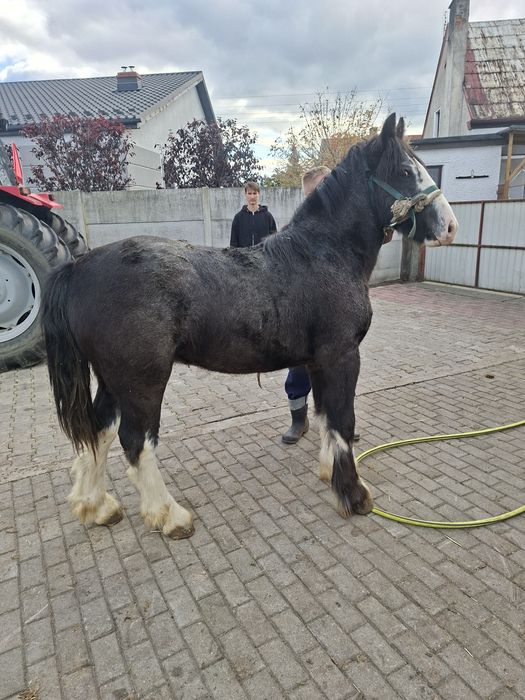 Sprzedam ogierka tinker coob grypsy