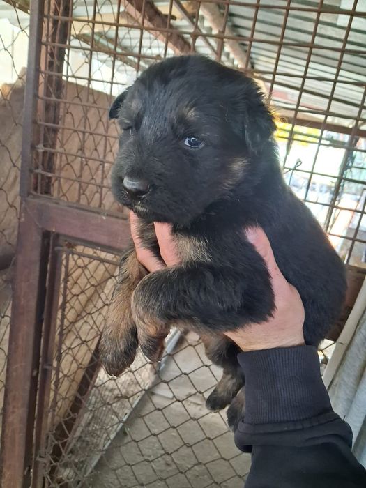 Szczeniaki piekne za darmo