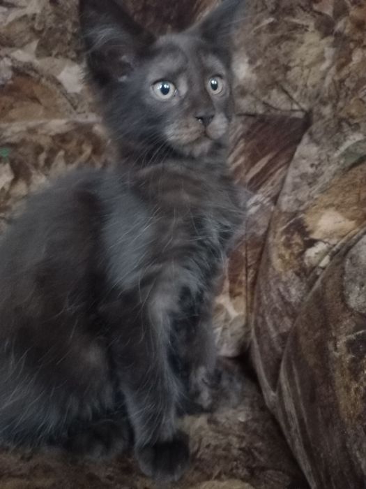 Czarny kocurek Maine Coon