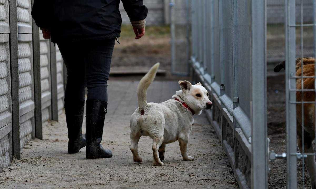 Malutki, piękny Antek szuka domu, pies, przepiękne umaszczenie