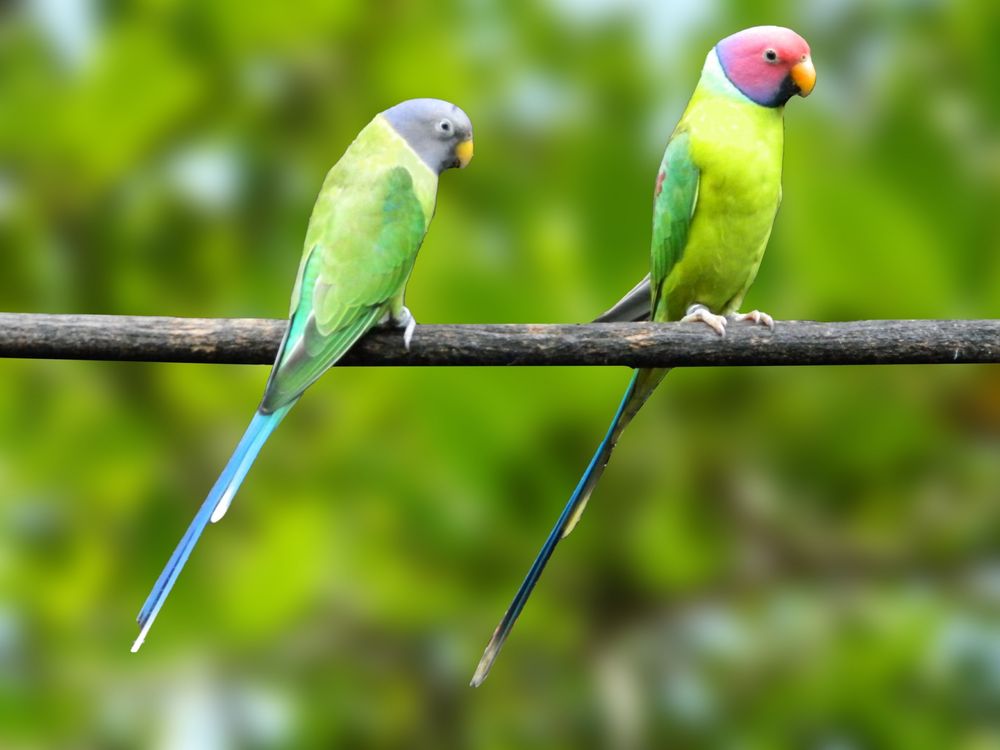 Varias aves ver descrição