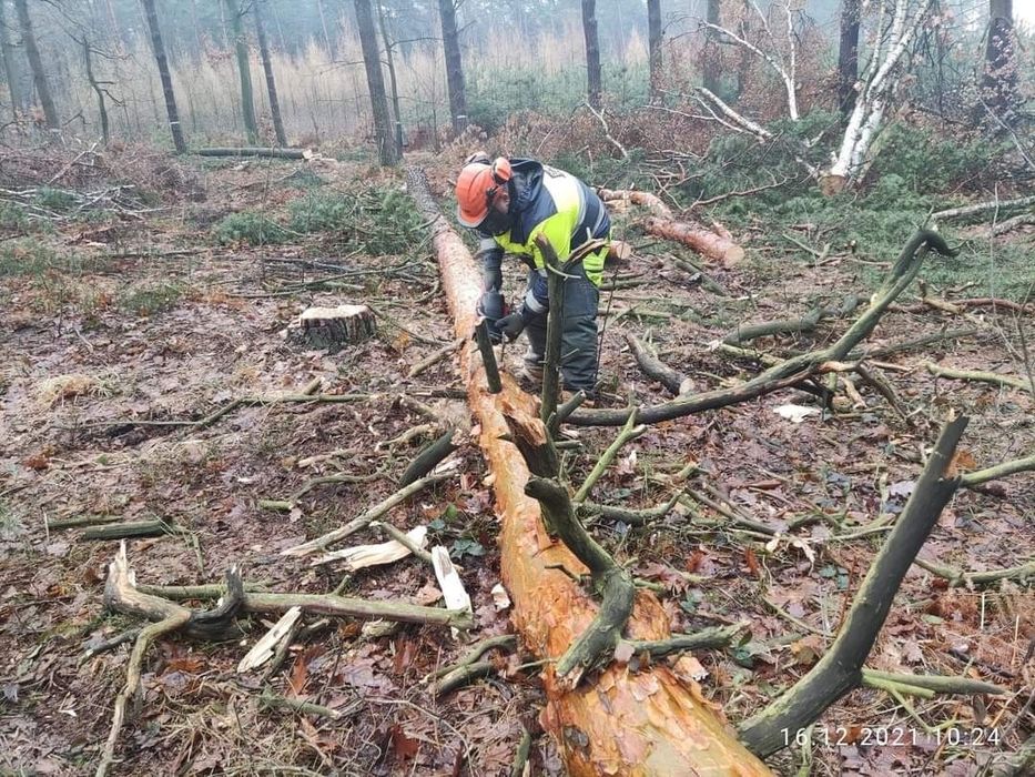 Wycinka drzew i samosiej