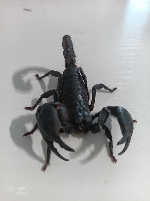 Skorpion Heterometrus silenus ex. petersi duże sztuki