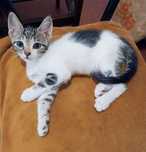 Котята котики отдам котенок мальчик Тимка