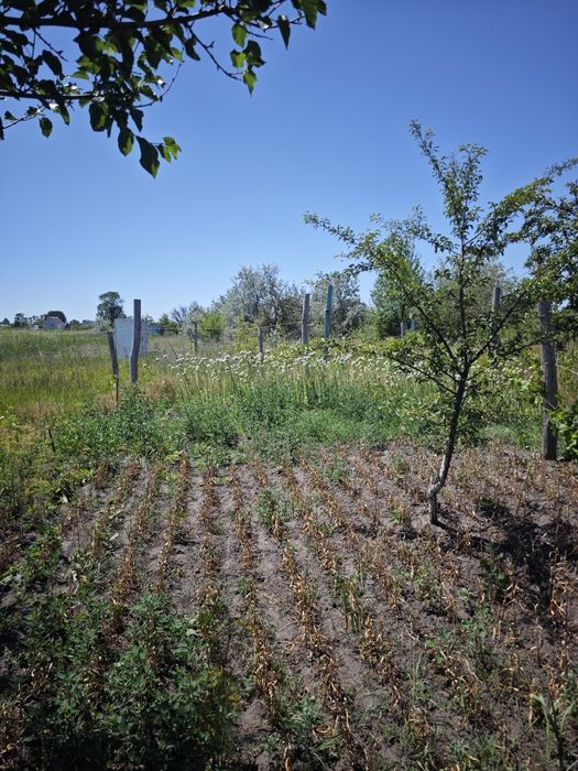 Дачна ділянка в СТ "ОЗОН' (5 соток)