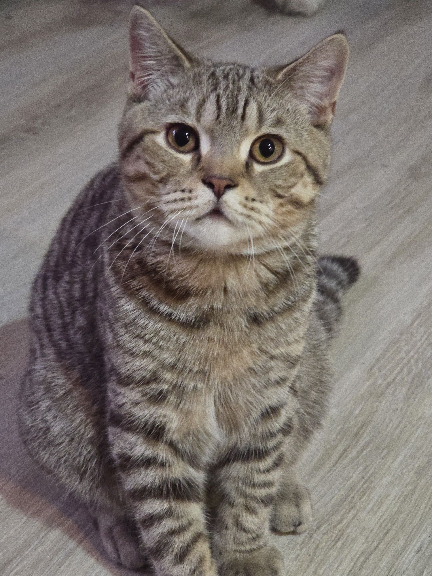 Kociaki  brytyjskie