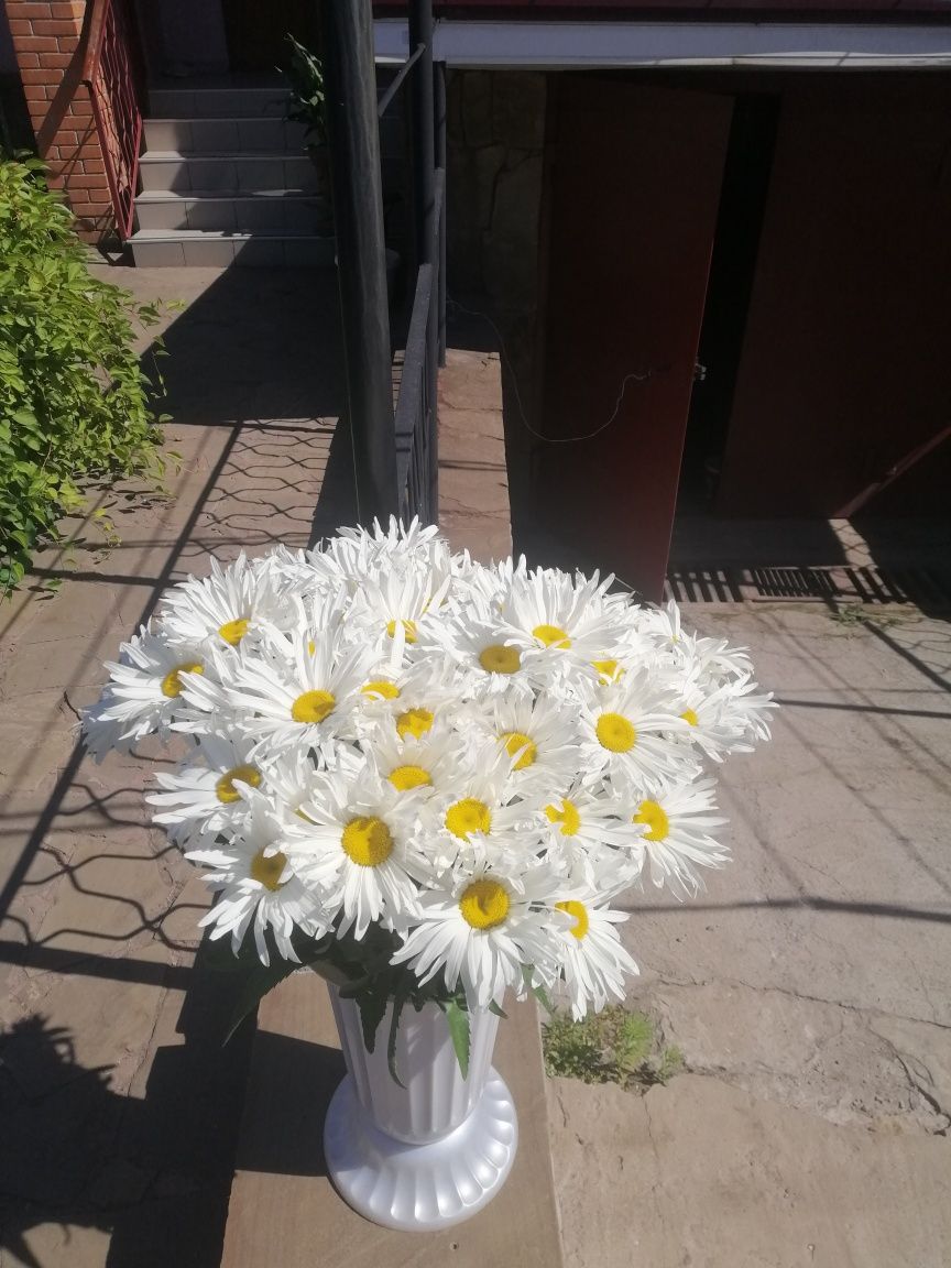 Квіти Букети Ромашки