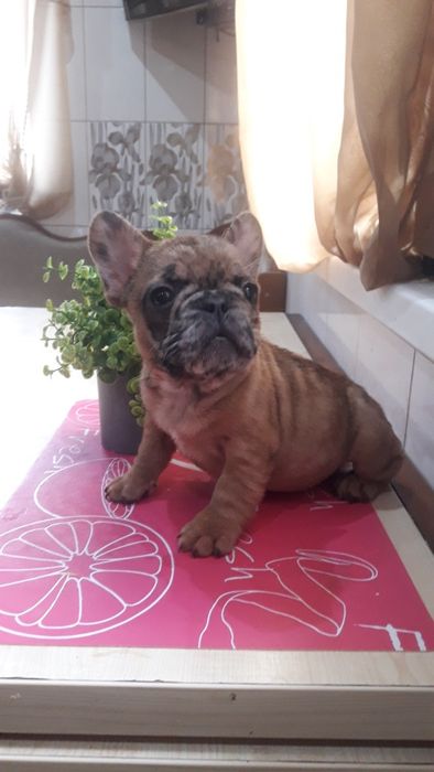 Французский бульдог