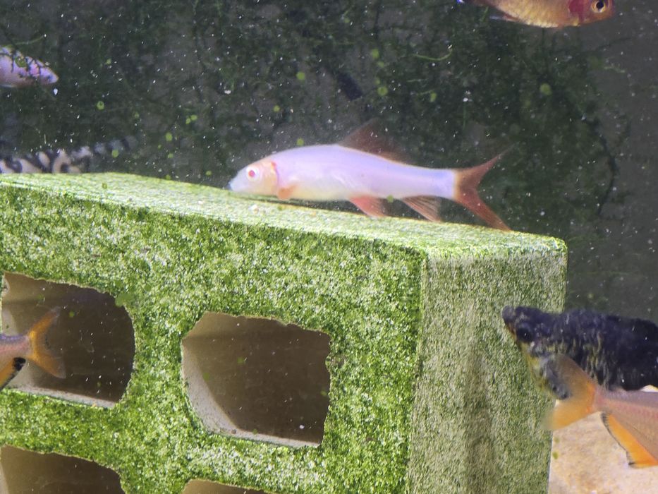 Tubarões bicolor