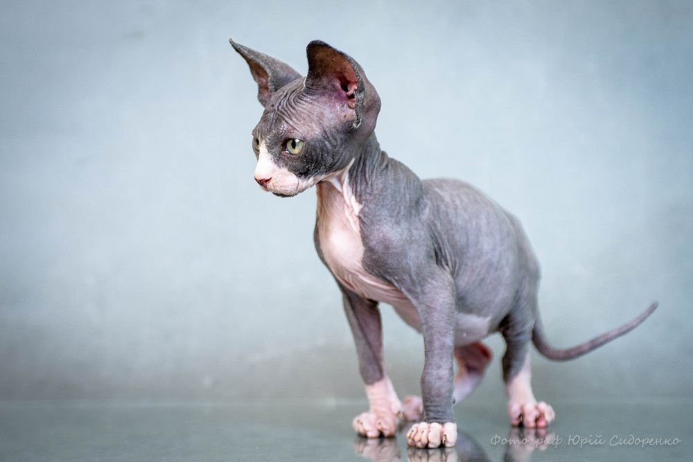 Сфинкс эльф , эльфик , шикарный мальчик, золотой характер,