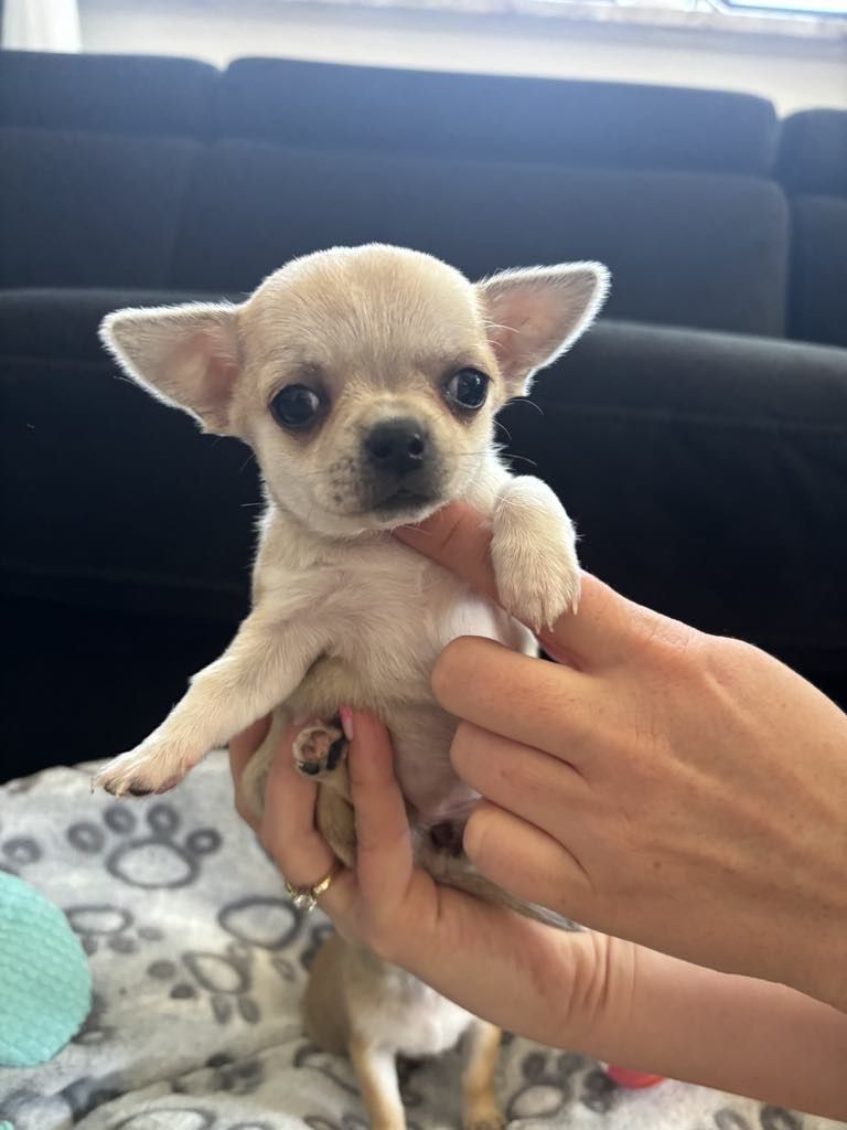 Chihuahua piesek kremowy