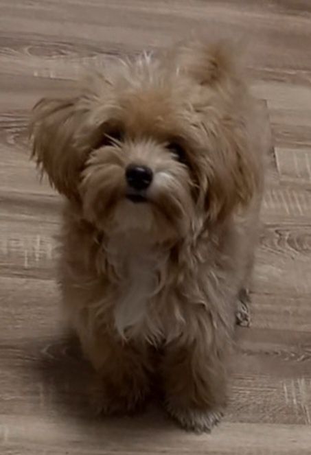 Мини мальчик беби фейс мальтипунчик красотунчик