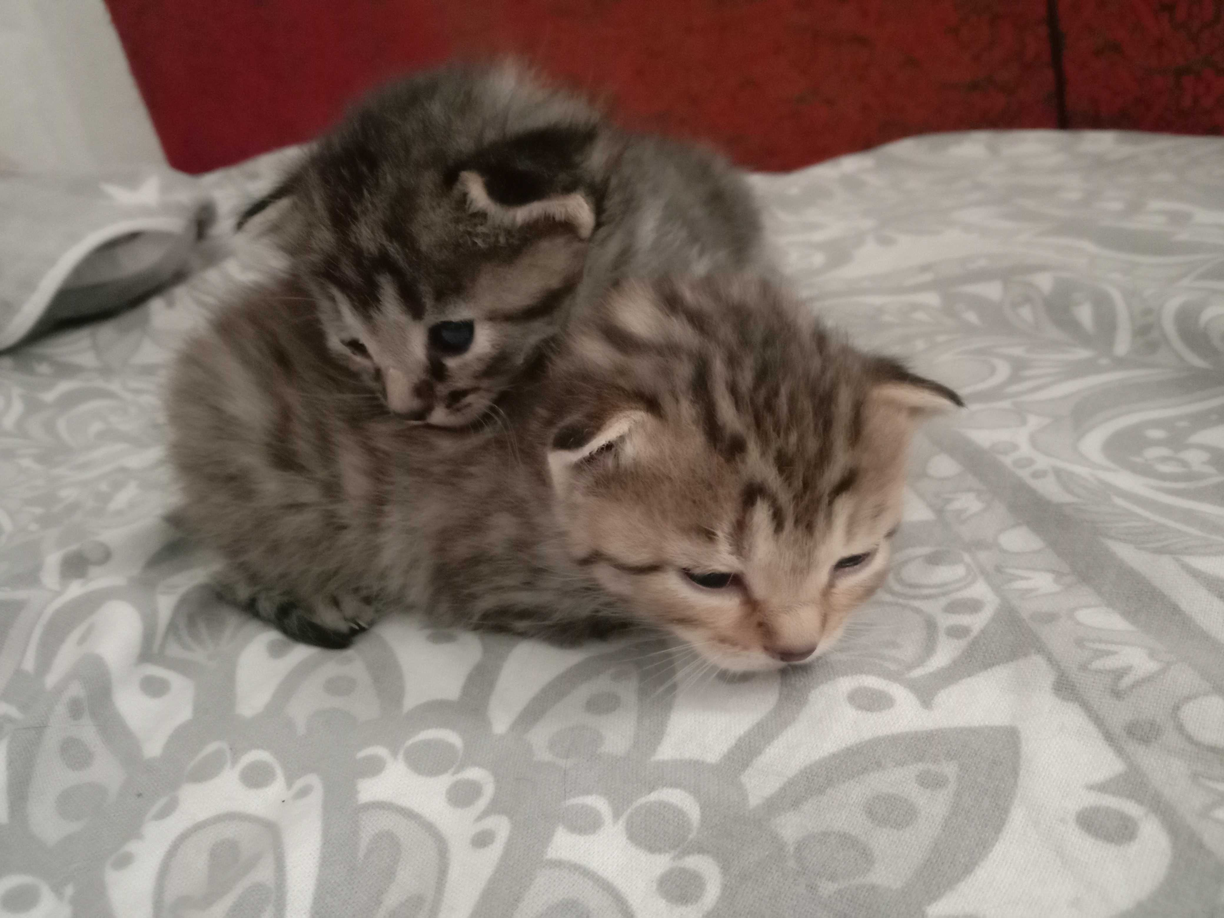 Кошеня подаруєм (котята)