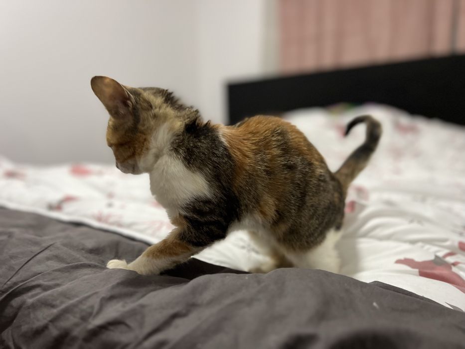 Bambi - mały tulasek szuka swojego człowieka.