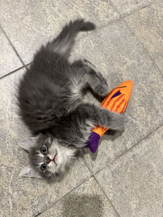 Мейн-Кун Мальчик с Гривой Blue Silver Tabby ,котята