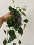 Kwiaty doniczkowe-filodendron calathea różne rodzaje
